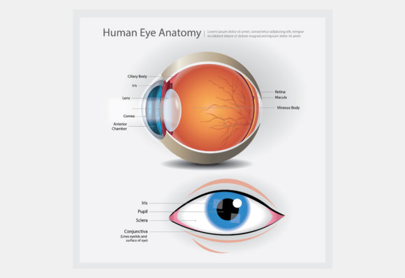Human Eye Anatomy: A Unique Embroidery Vector